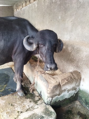 khadeli vechvani chhe