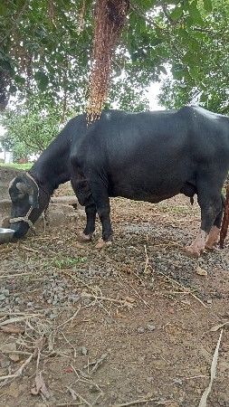 ભેંસ વેચવાની છે