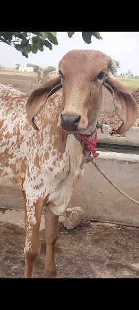 આ