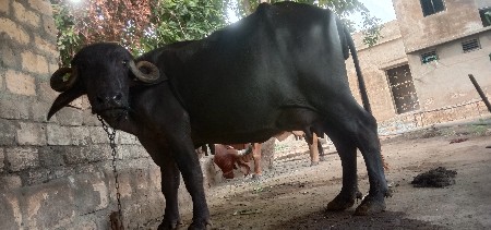 ભેંસ વેસવાની પેલું વેતર