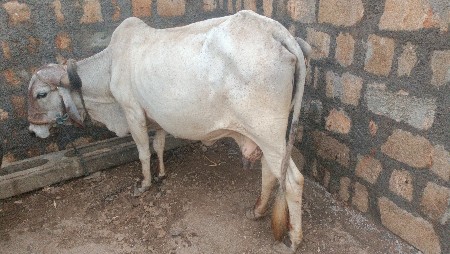 ગાય વેચવાની છે