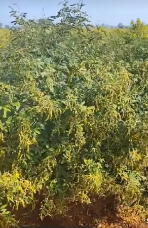 તુવેર બીયારણ જાપાન ૨૨૨