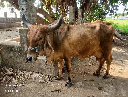ગીર ગાય આપવાની છે