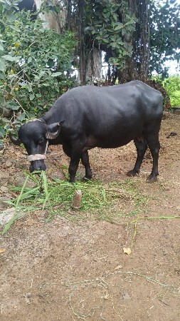 ભેશ