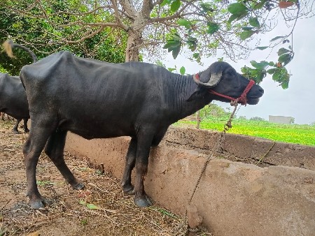 ખડેલી વેચવાની છે