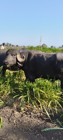 પાડો વેચવાનો છે