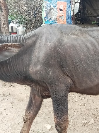 કુતિયાણા પોરબંદર વરસ દિવસ નો પાડો