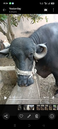 bhes vechvani se