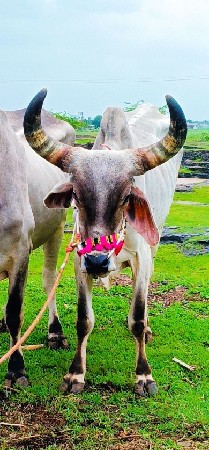 ગોડલો વેચવાનો જેઠાલાલ જેઠાલાલ