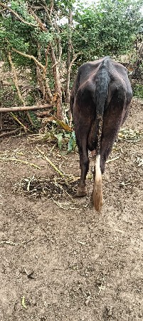 ગાય