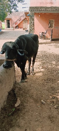 ખડેલી