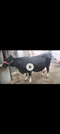 જર્સી  ગાય 
2. વેતર