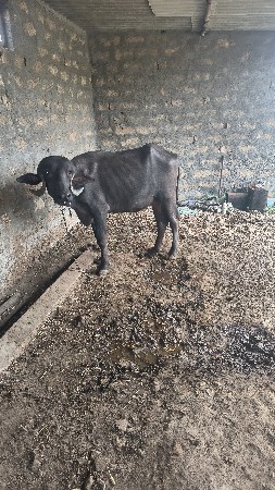 ખડેલુ વેસવા નું છે