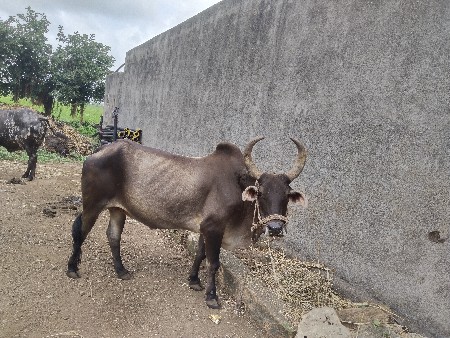 બળદ વેશ્વાના સે
