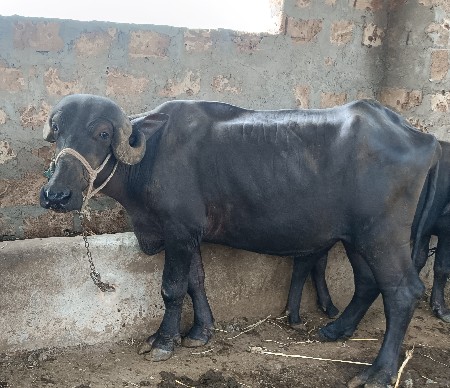 ખડેલું વેચવાનું છે
