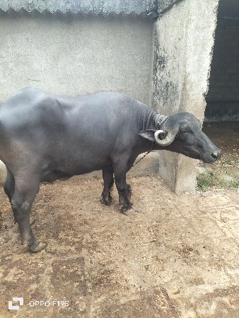 ભેંસ વેચવાની છે