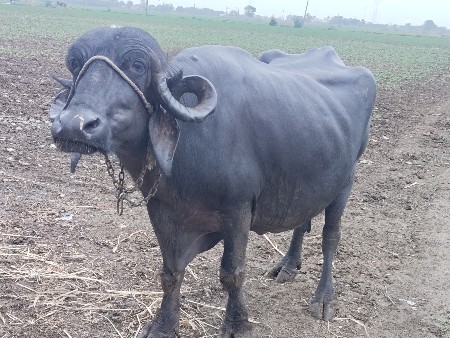 ભેંશ