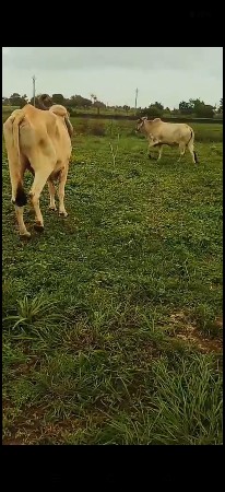 બળદ મફત દઇ દેવાના છે