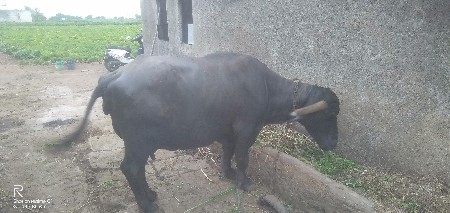 ભેંસ વેચવાની છે