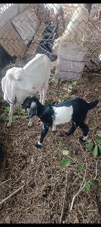 આ બકરી વેચવાની છે