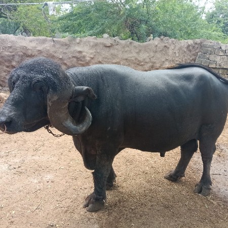 પાડો વેચવાનો છે