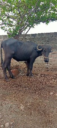 ખળેલી વેચવાની છે