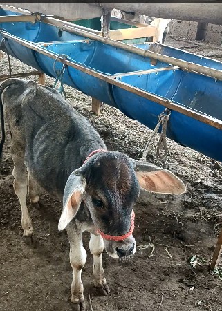 એચ એફ ગાય વેચવાની છે