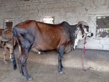 ગીરલેંડો ગાય વેચવાની છે