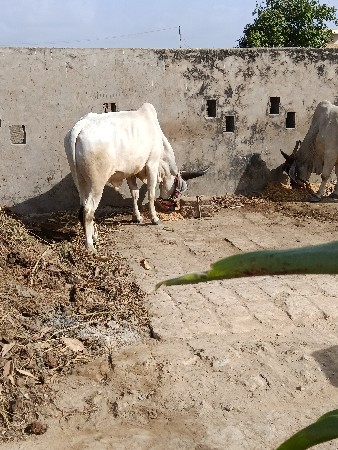 gam bhare jabre jabrej