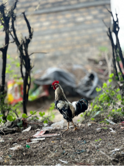 કુકડા ના સાટા કરવા ના
