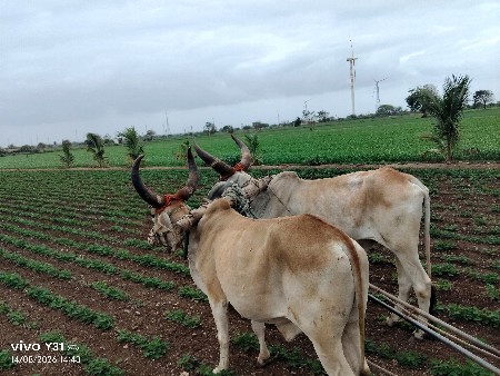 ગોઢલા