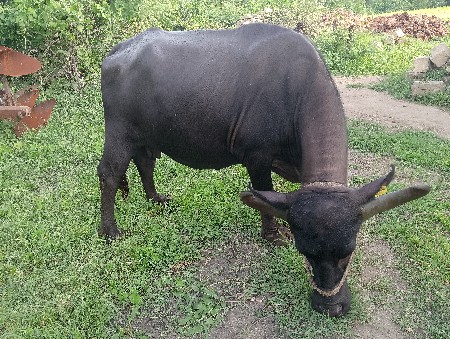 ભેંસ વેચવાની છે