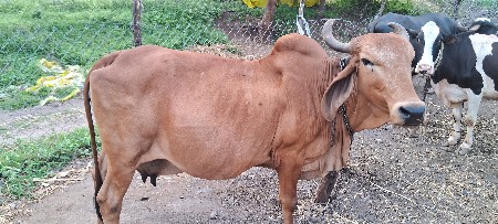 વેચાઉ