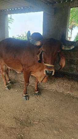 ગાય વેચવાની છે