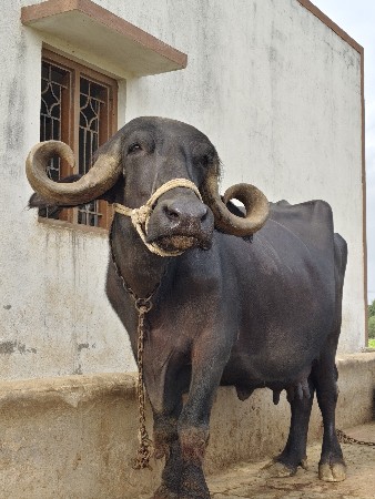 ભેંશ વેચવાની છે