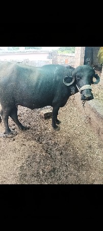 ભેંસ વેચવાની છે