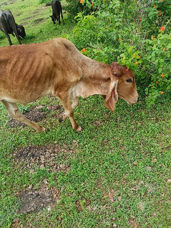 બે વાસળી યુ વેચવાની છે
