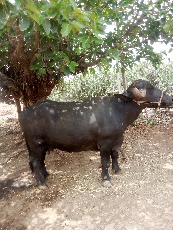 પેલુ વેતર છે