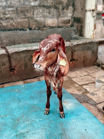 વેચવાની છે