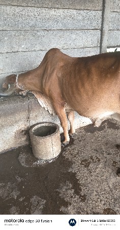 ગીર ગાય વેચવાની છે