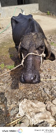 દસાડીયા અનિલ