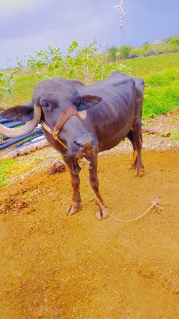 vechvani