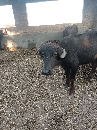 સારા ખડેલી લેવી.૧૦