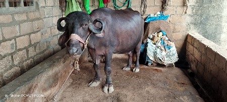 બીજા વેતર ની ખડેલી વેચવાની છે