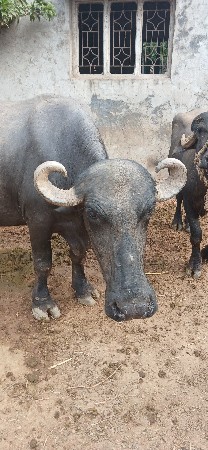 આ ભેંસ વેચવાની છે વેતર બીજું