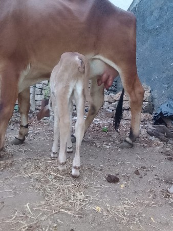 ગાય વેશવાનિ છે