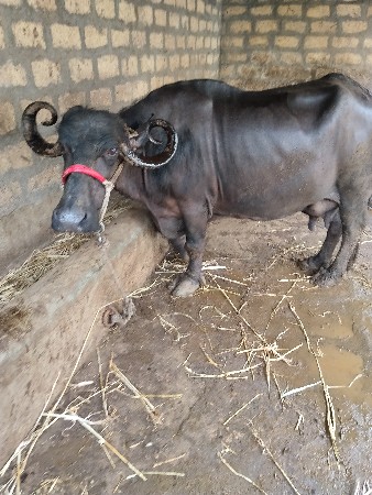 વેતર ચોથુ તન આસરી
