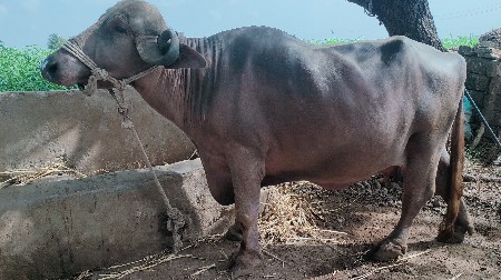 ભેંસ વેચવાની છે