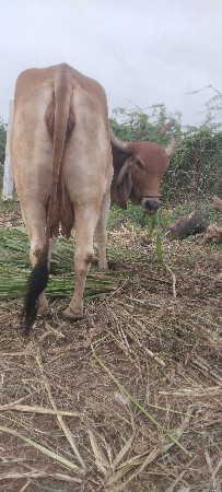 ગાય વેચવા ની સે