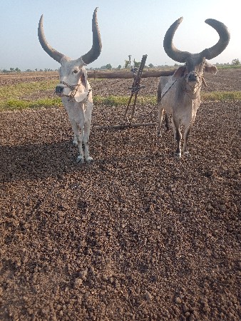 બળદ વેશવાના છે